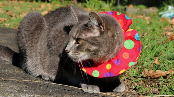 anti bird cat collar