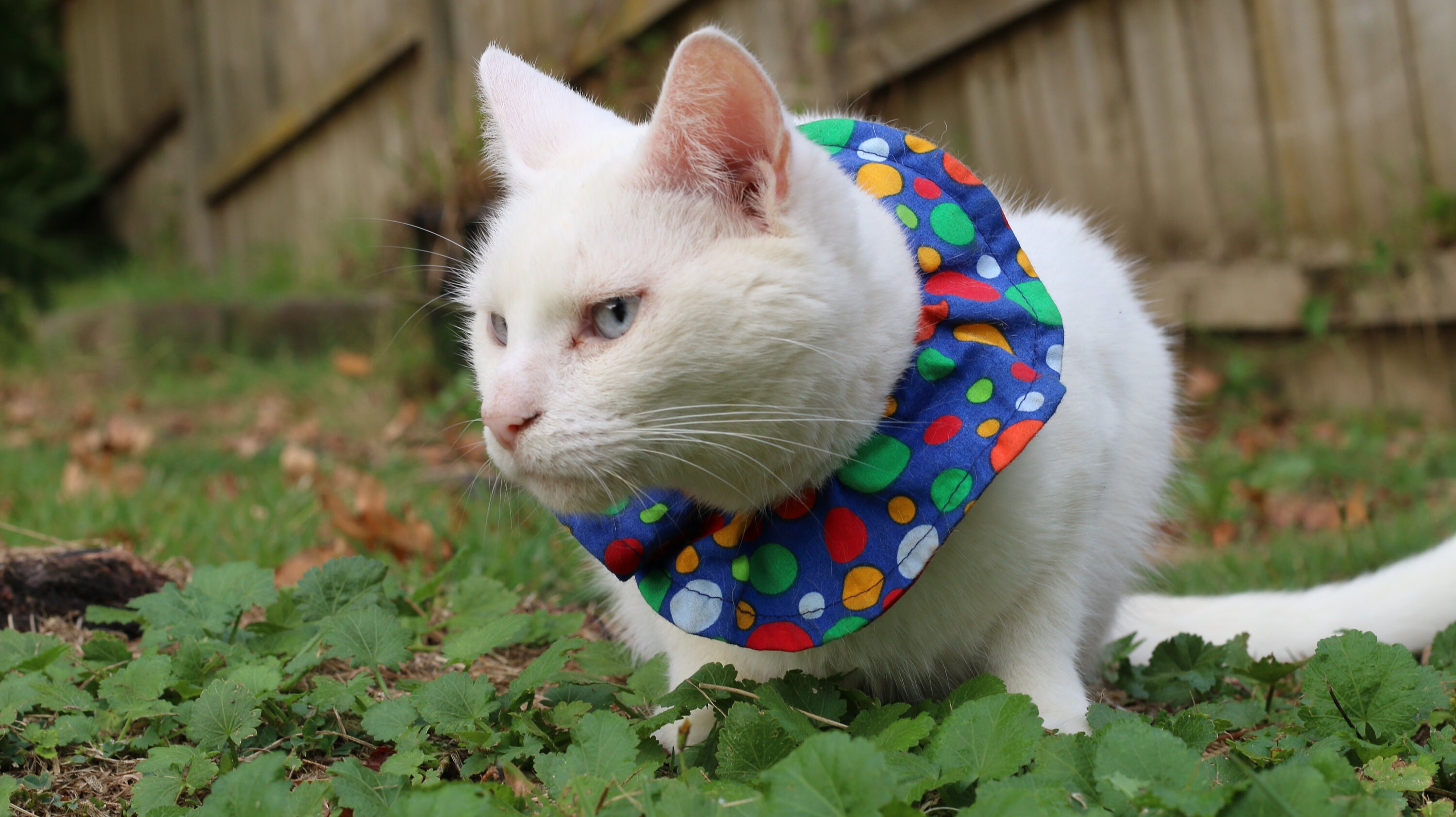 cat scrunchie collar