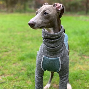 Italian Greyhound NOOD: Colorblock Terry Turtle-  Made to Order