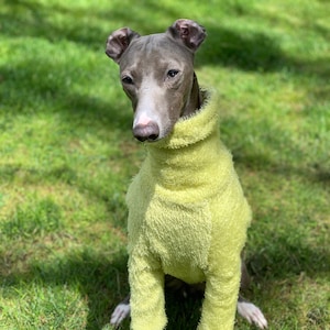 Italian Greyhound NOOD: Fuzzy Turtle-  Made to Order