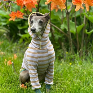 Italian Greyhound NOOD: Everyday Casual Hoodie -  Made to Order