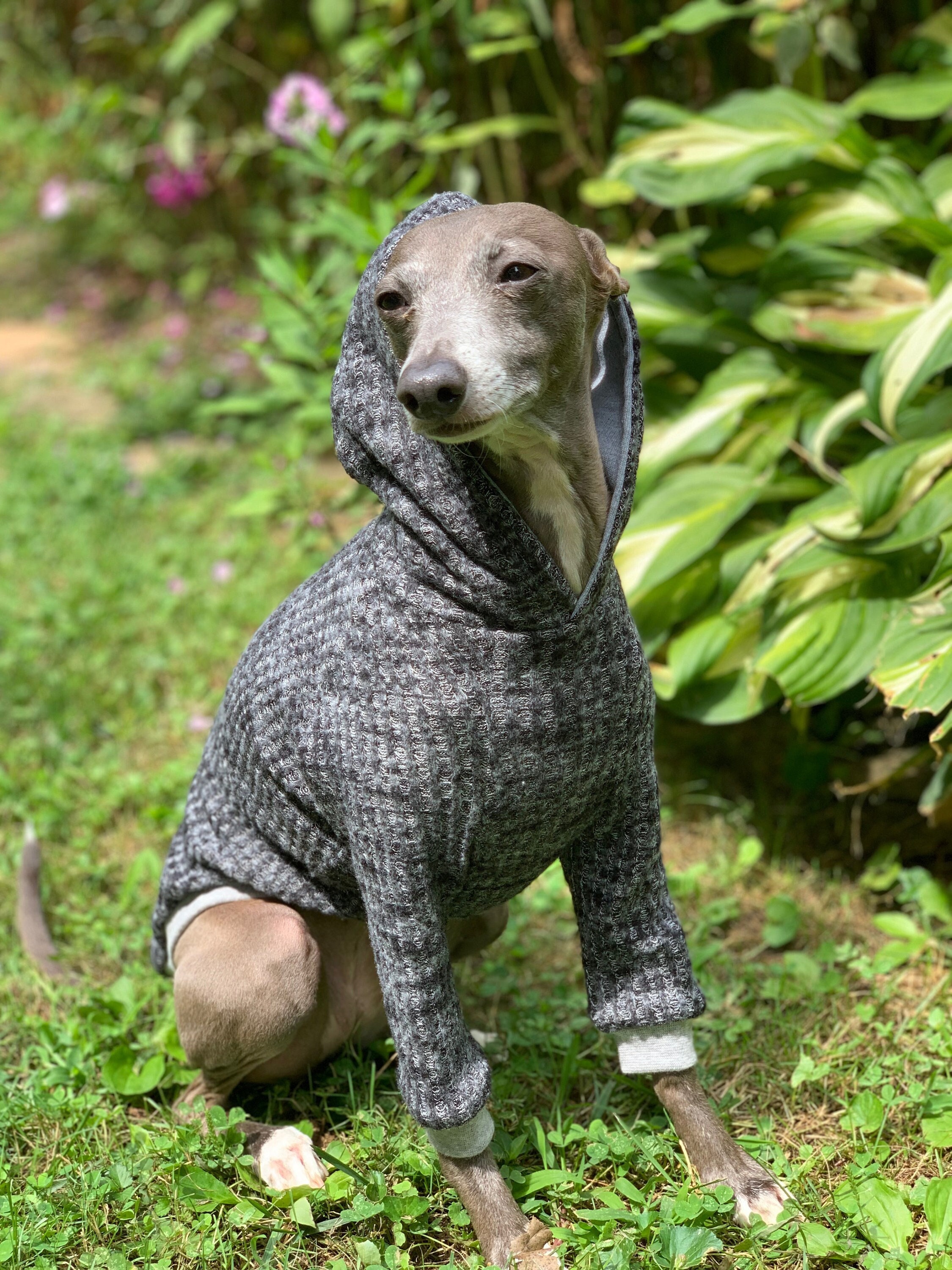 Italian Greyhound NOOD Superlounge: Brushed Waffle Hoodie - Etsy