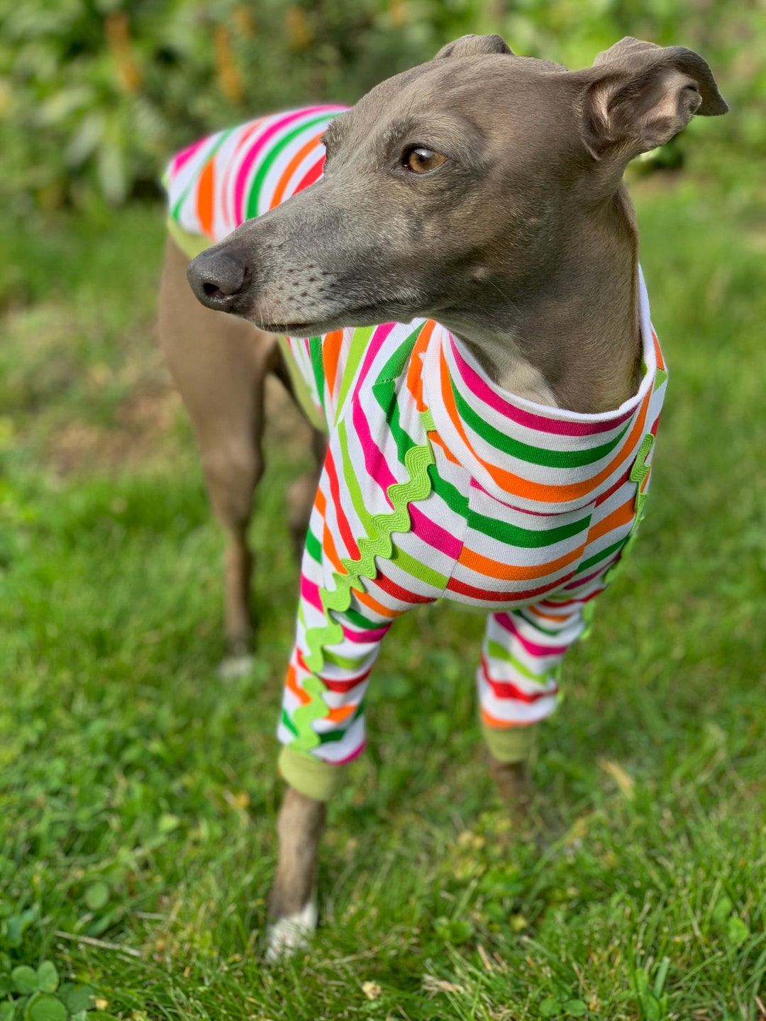 Italian Greyhound NOOD: Ric Rac Stripe Turtle Made to Order - Etsy