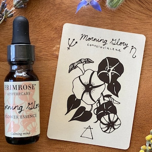 Morning Glory Flower Essence