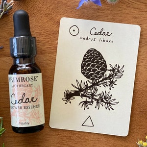 Esencia floral de cedro Vitality