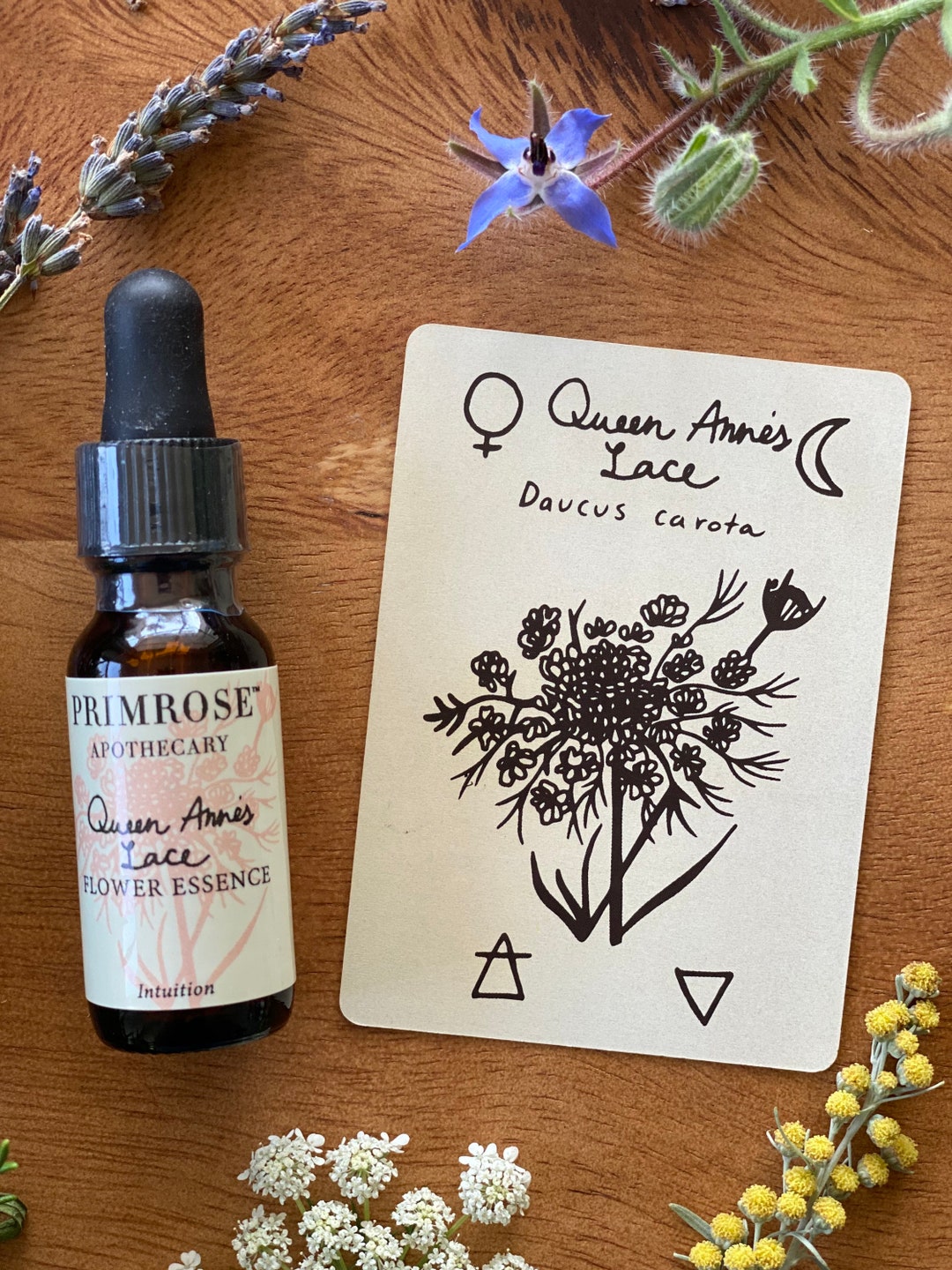 Intuition Queen Ann's Lace Flower Essence Etsy