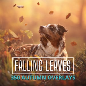 350 Autumn Falling Leaves Overlays, Falls Foliage, Fall Leaves Png, Fall Leaf Dropping Transparent Background, Themed Wedding Photo Prop