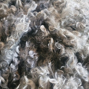 May include: Close-up of a pile of gray and white curly wool fibers. The fibers have a soft, fluffy texture and vary in shades from dark gray to light gray and white. The wool appears to be unprocessed and natural.