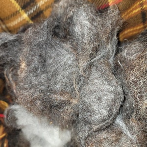 Shetland Wool Whole Fleece Chocolate Brown Ewe Raw