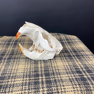 Può includere: Un teschio di animale bianco con incisivi arancioni. Il teschio è posizionato su una superficie a quadri. I denti sono visibili e il teschio è in buone condizioni. Lo sfondo è scuro.