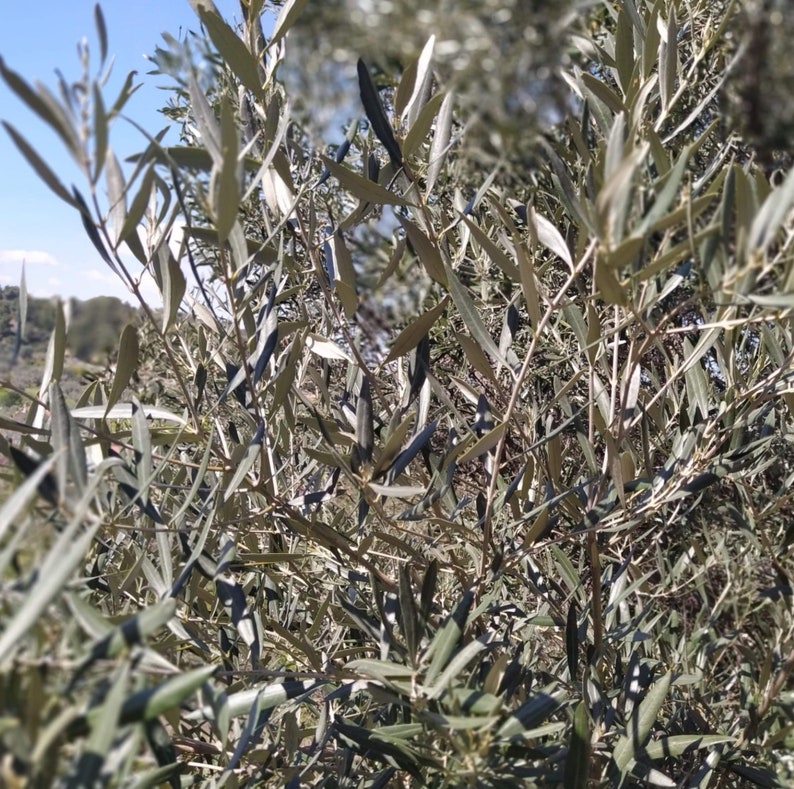 Ramas de olivo fresco hojas de olivo orgánico griego & Etsy España