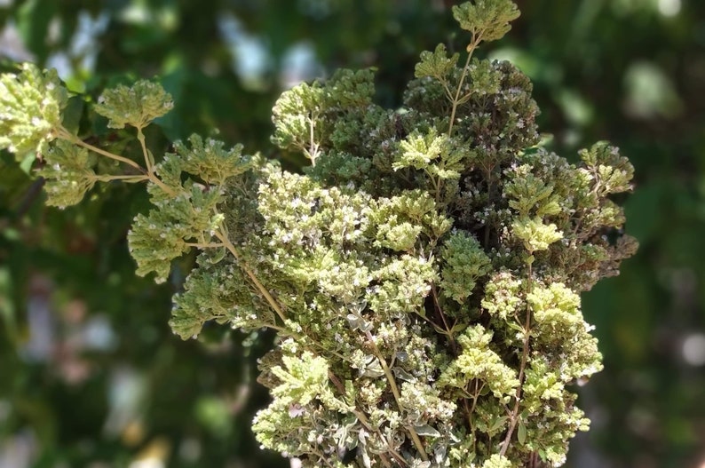 Wild Greek Oregano Handpicked Mountain Dirfys Oregano Dried Etsy