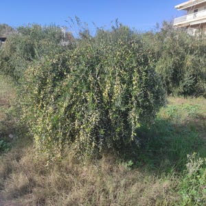 May include: A close-up view of a grove of olive trees with green leaves and some yellow olives. The trees are growing in a field of dry grass.