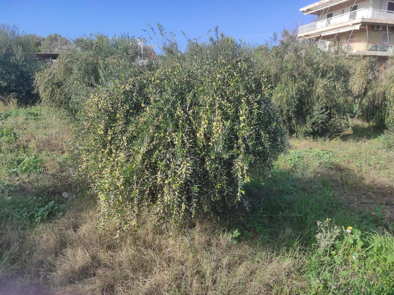 May include: A close-up view of a grove of olive trees with green leaves and some yellow olives. The trees are growing in a field of dry grass.