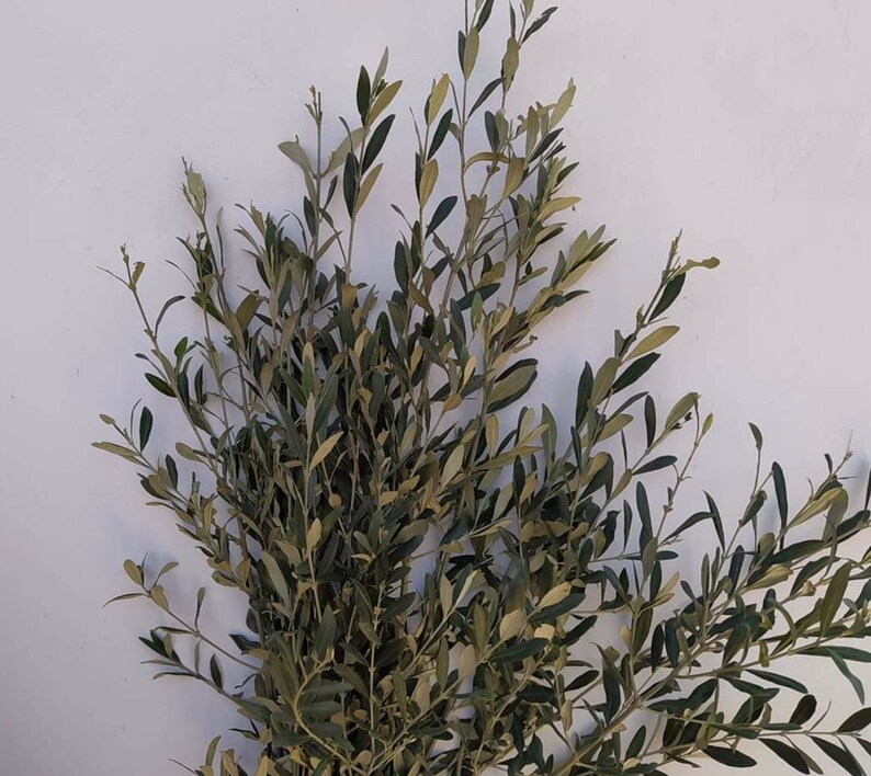 Ramas de olivo fresco hojas de olivo orgánico griego & Etsy España