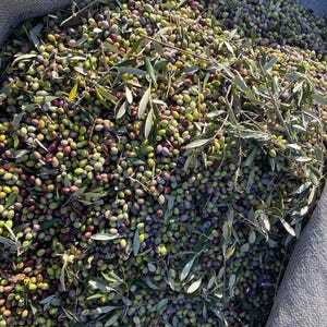 May include: A burlap sack filled with green and purple olives, along with some olive branches and leaves.