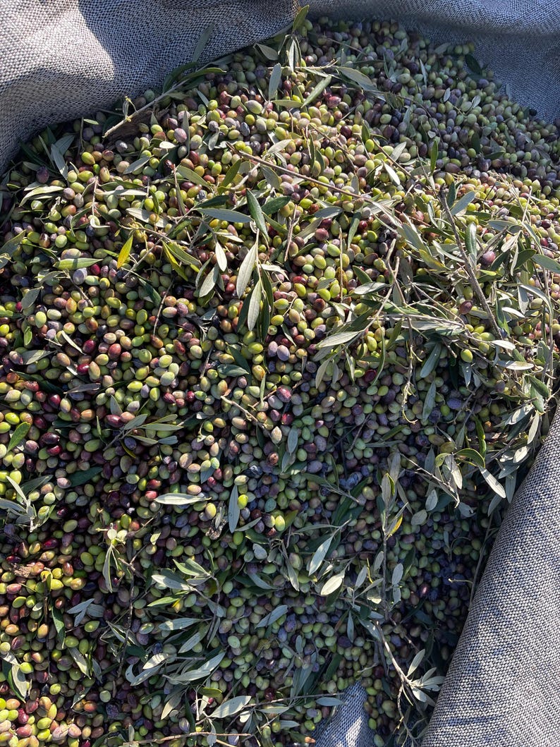 May include: A burlap sack filled with green and purple olives, along with some olive branches and leaves.