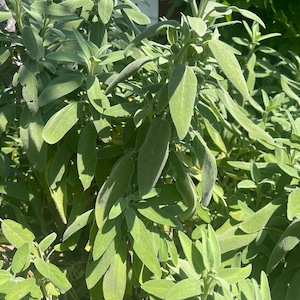 Griekse salie/biologische wilde handgeplukte salie, gedroogd/salie salvia officinalis/kruidenthee, oogst 2024.