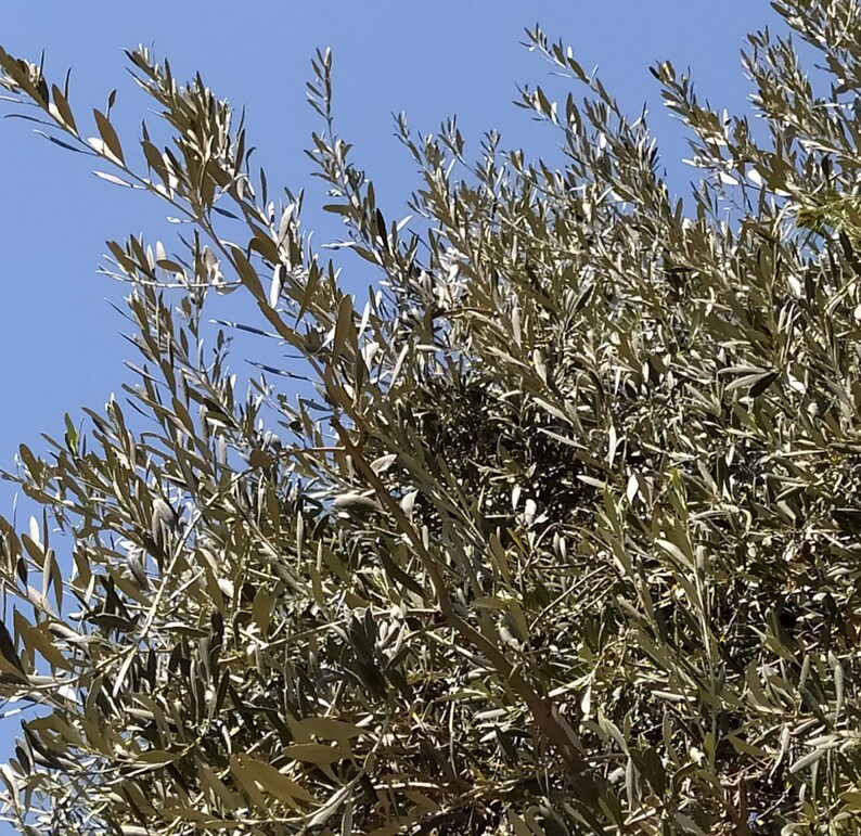 Fresh Olive Branches Greek Organic Olive Leaves & Steams Etsy
