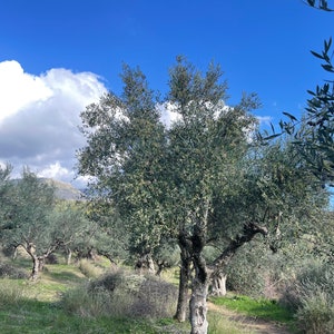 Kalamata Olive Oil/HARVEST 2024/Extra Virgin Greek Olive Oil/Unfiltered Homemade EVOO Cold Pressed /Premium Quality oil from Greece//Vegan image 4