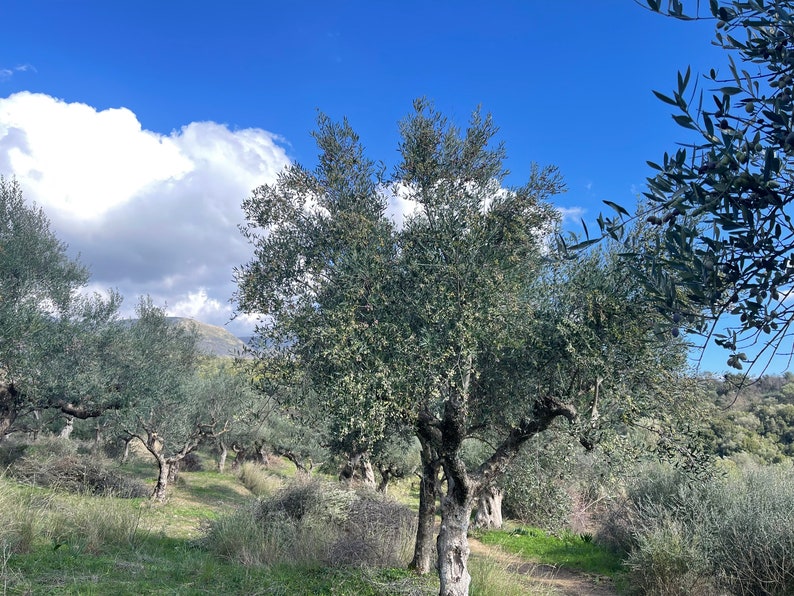 Kalamata Olive Oil/HARVEST 2024/Extra Virgin Greek Olive Oil/Unfiltered Homemade EVOO Cold Pressed /Premium Quality oil from Greece//Vegan image 4