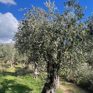 May include: A grove of olive trees with a blue sky and white clouds in the background. The trees are green and have a lot of branches. The ground is covered in grass and there is a dirt path leading through the grove.