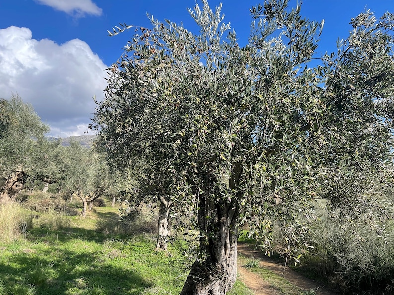 May include: A grove of olive trees with a blue sky and white clouds in the background. The trees are green and have a lot of branches. The ground is covered in grass and there is a dirt path leading through the grove.