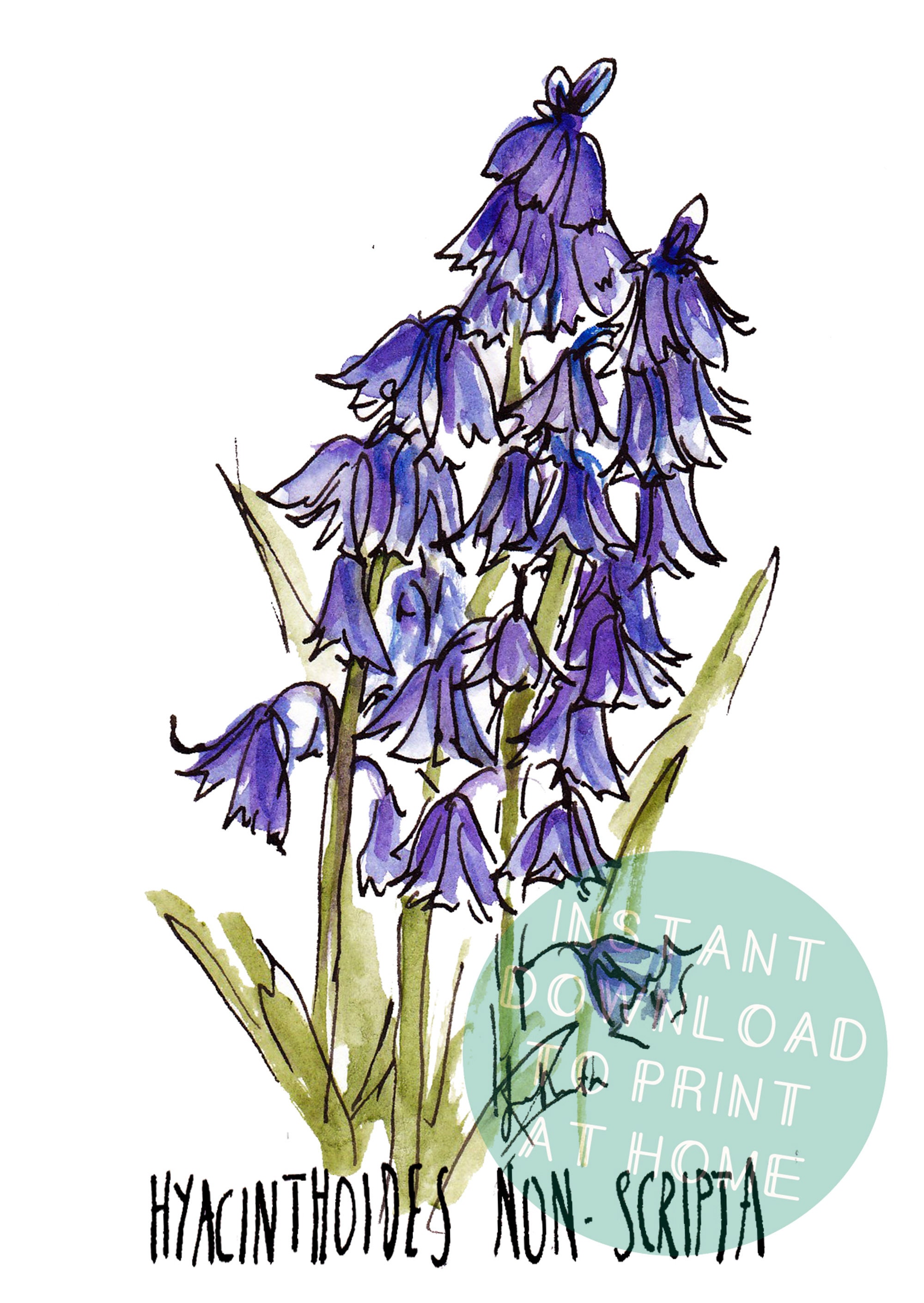 Bluebell Printable Wall Art Instantly download and print Etsy España