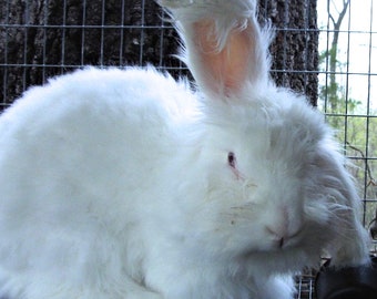 Grey Angora Rabbit WOOL Thoughtfully Sheared