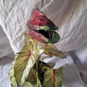 object of curiosity, unusual carnivorous plant, oddities
