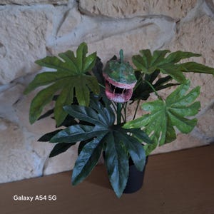 Kuriositäten, ungewöhnliche fleischfressende Pflanze, Besonderheiten