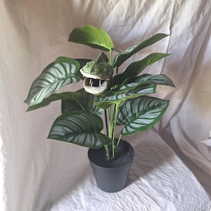 object of curiosity, unusual carnivorous plant, oddities