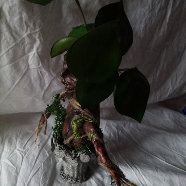 mandragore,mandrake plante insolite