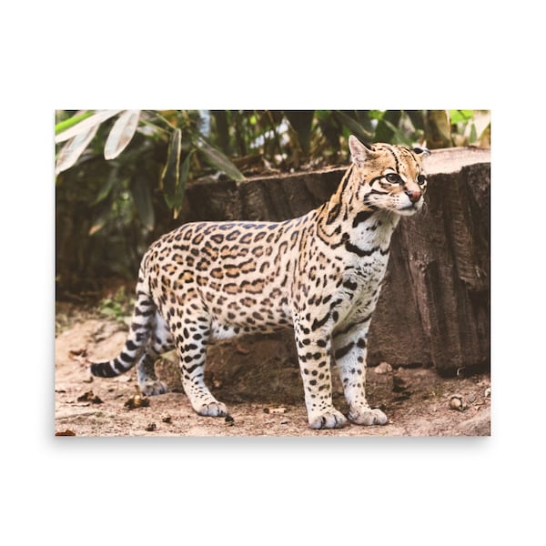 Ocelot Leopard Photography/Digital Download