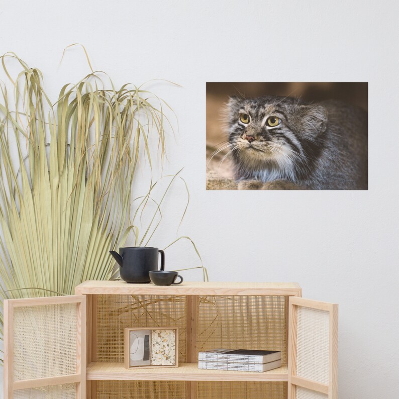 Pallas Cat Portrait Poster - Etsy