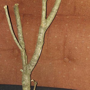 1 - short trunked med branches multi branched climbing  piece