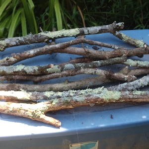 May include: A blue plastic container filled with a collection of small, weathered branches covered in light green lichen.
