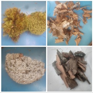 May include: A collection of four different types of natural materials: green moss, white lichen, brown leaves, and brown wood bark.