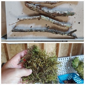 May include: A close-up of a clump of green moss, held in a hand. The moss is a natural material often used in crafts and decor.