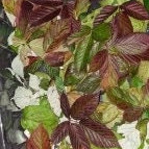dried blackberry / raspberry leaves