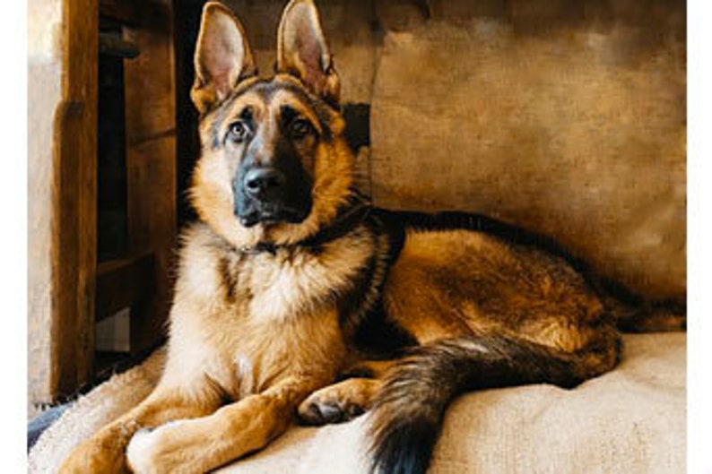 Diamond Painting Kit German Shepherd Square Mosaic