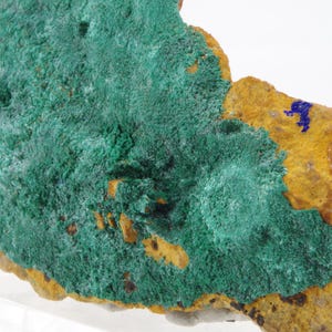 May include: A close-up of a mineral specimen featuring a vibrant green, textured surface, contrasted by areas of golden-brown and a small patch of blue. The rock has an irregular shape and a rough, natural appearance.