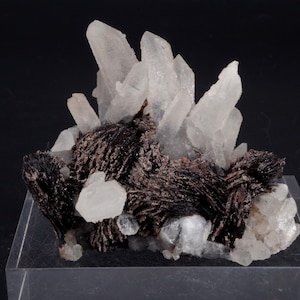 May include: A cluster of clear quartz crystals with dark brown, needle-like inclusions. The quartz points upward, with the dark inclusions forming a base. The mineral specimen is displayed on a clear, rectangular stand against a black background.