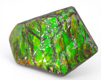 Ammolita de Canadá 5x4cm