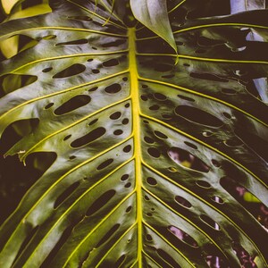 Kauai Pflanzen und Bäume