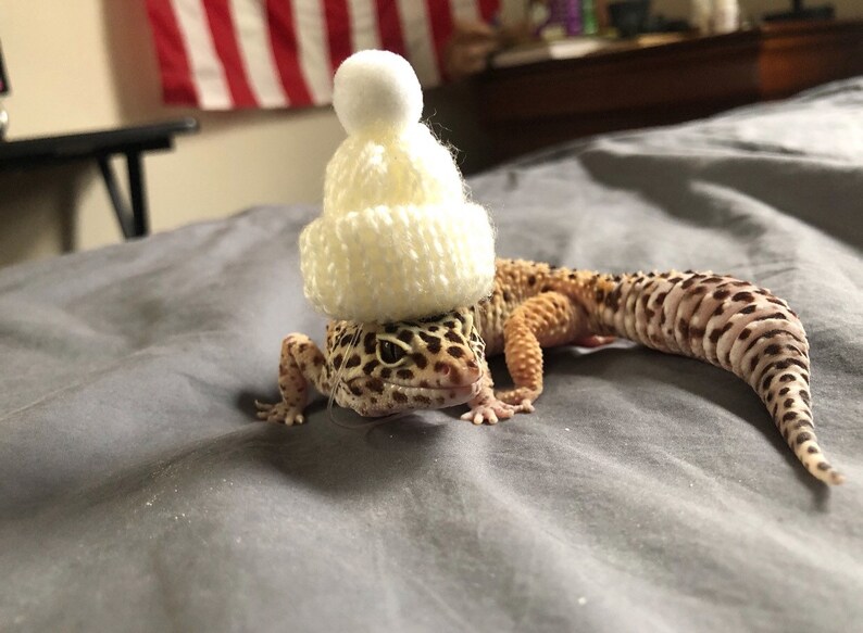Knit hats for lizards/small pets Etsy