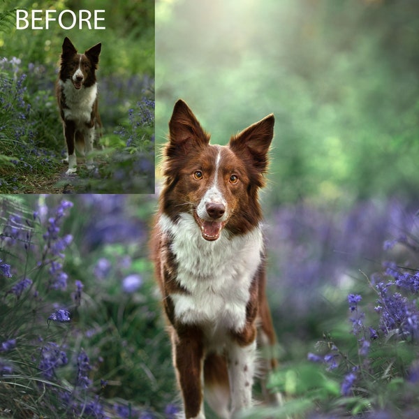 Photoshop Dog Photography Tutorial