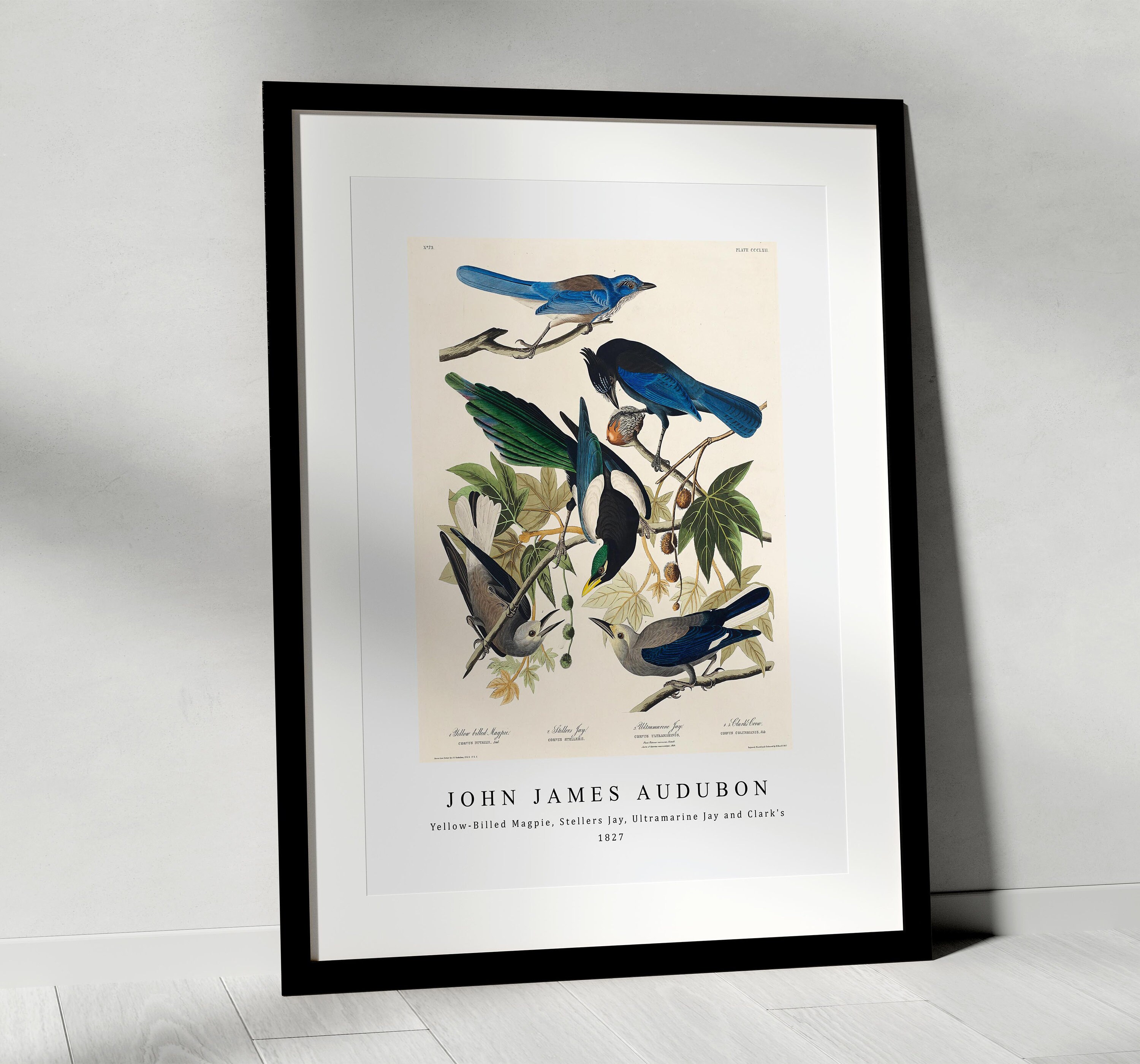 John James Audubon - Yellow-billed Magpie, Stellers Jay