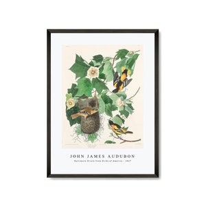 John James Audubon - Baltimore Oriole from Birds of America (1827) | John James Audubon Wall Art Decor