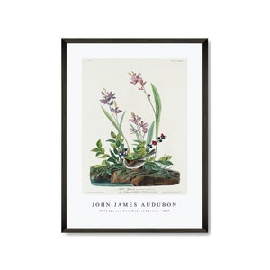 John James Audubon - Field Sparrow from Birds of America (1827) | John James Audubon Wall Art Decor